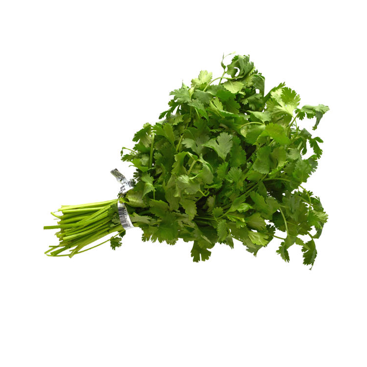 Cilantro