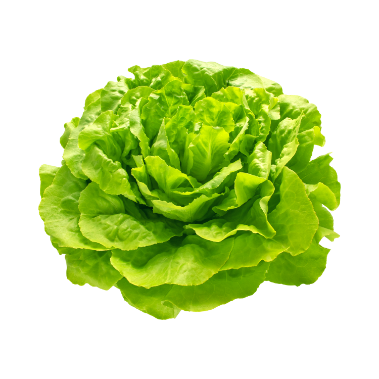 Lechuga
