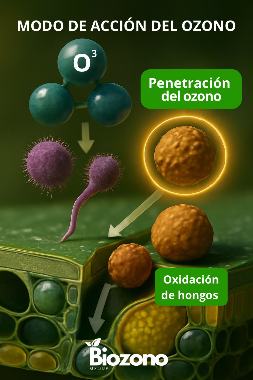 Modo de acción del ozono
