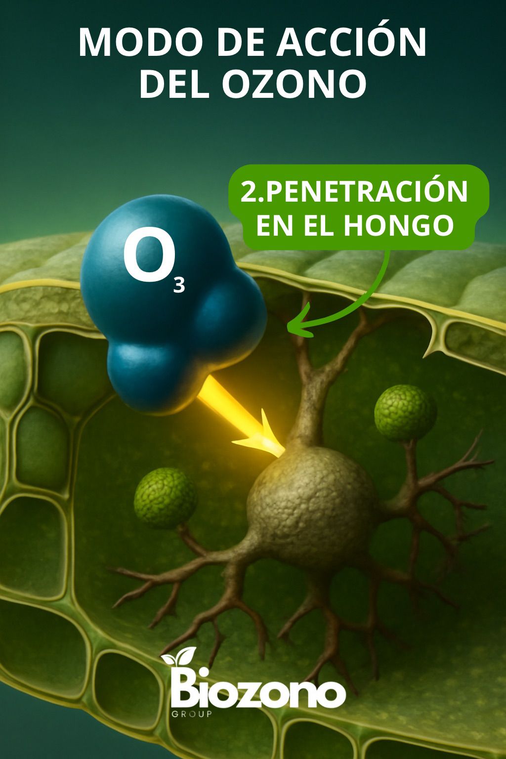 Modo de acción del ozono 2