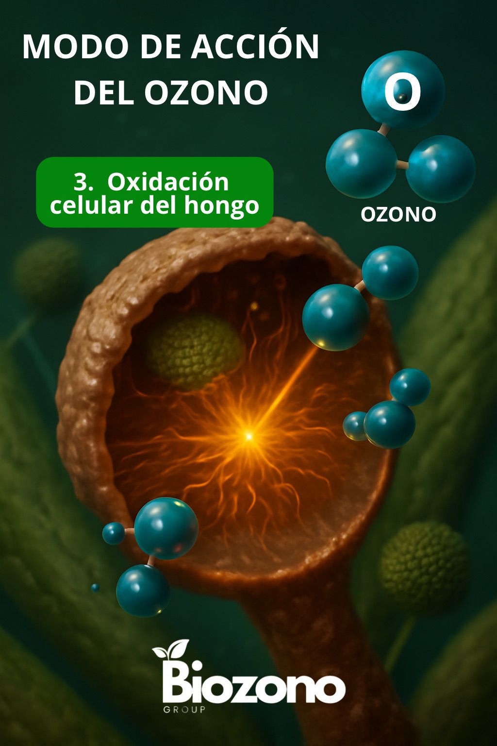Modo de acción del ozono 3
