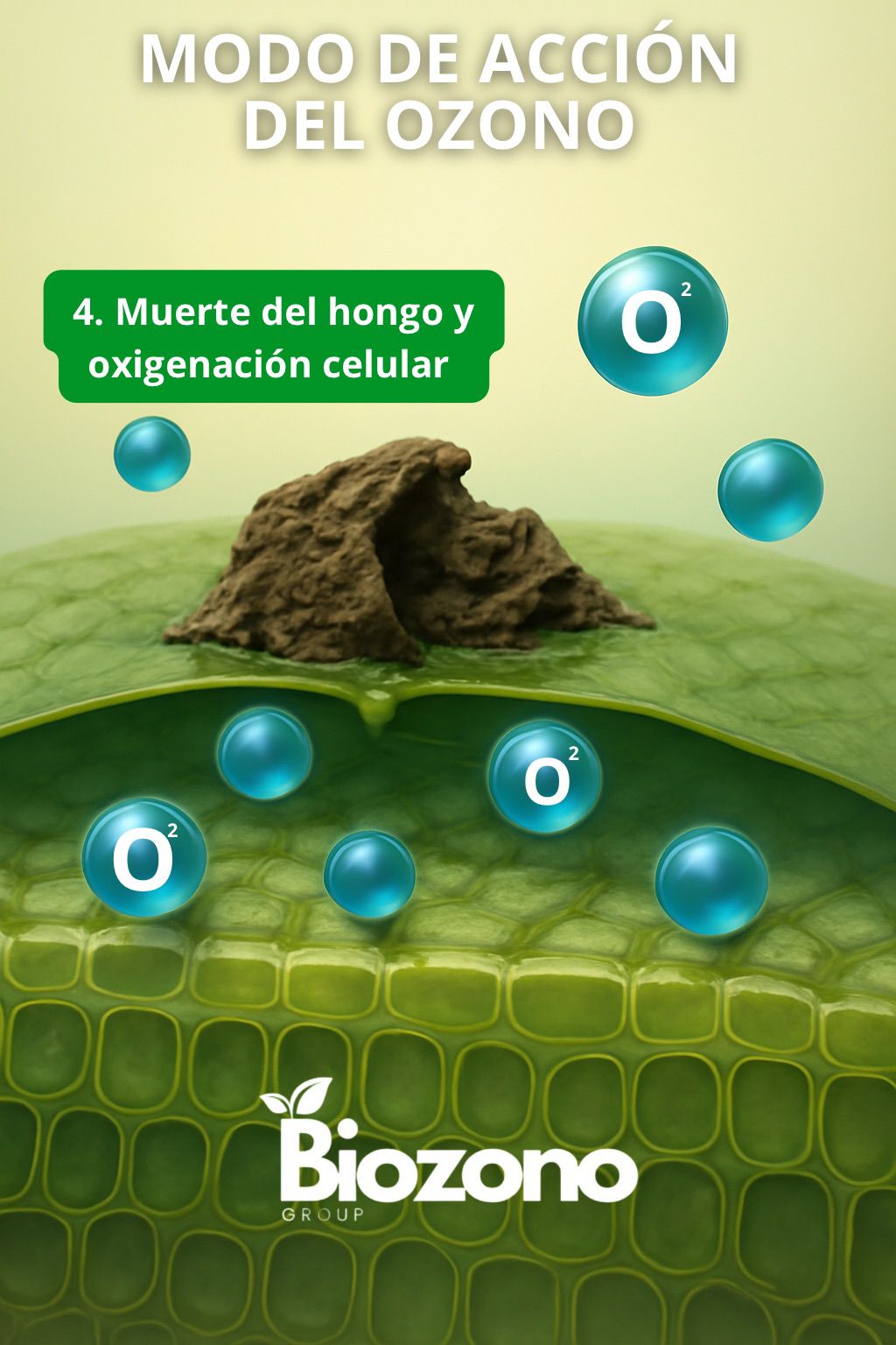Modo de acción del ozono 4